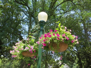 Flowers under Light 